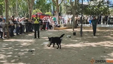 Día de las Fuerzas Armadas en Zamora_17