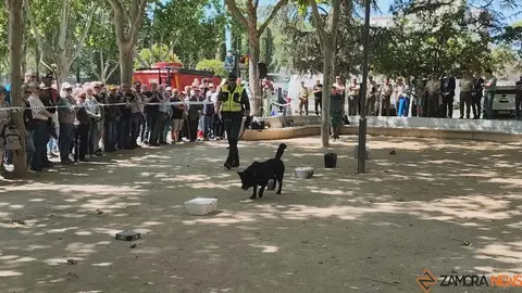 Día de las Fuerzas Armadas en Zamora_19