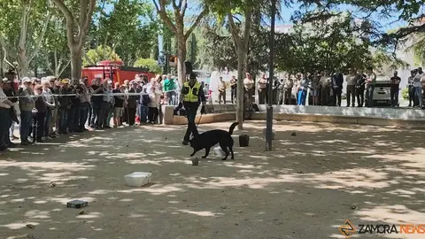 Día de las Fuerzas Armadas en Zamora_20