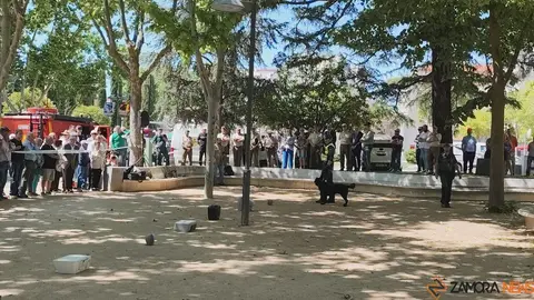 Día de las Fuerzas Armadas en Zamora_21