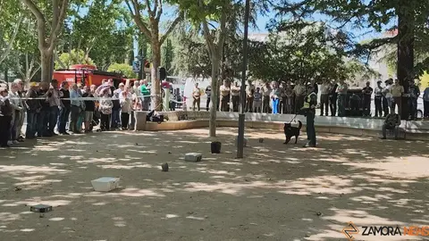 Día de las Fuerzas Armadas en Zamora_22