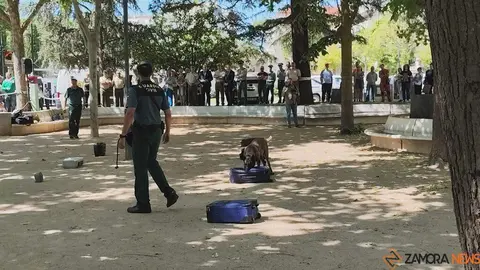 Día de las Fuerzas Armadas en Zamora_24