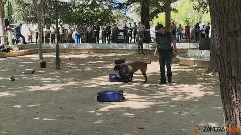Día de las Fuerzas Armadas en Zamora_25
