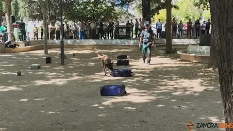 Día de las Fuerzas Armadas en Zamora_27
