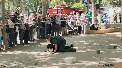 Día de las Fuerzas Armadas en Zamora_29