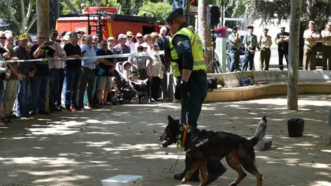 Día de las Fuerzas Armadas en Zamora_33