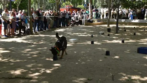 Día de las Fuerzas Armadas en Zamora_35