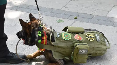 Día de las Fuerzas Armadas en Zamora_53