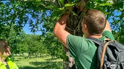 tratamientos contra el chancro del castaño