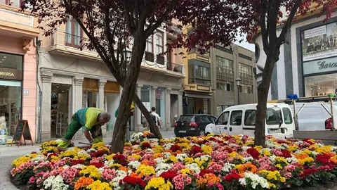 Nuevas flores en la Plaza Sagasta