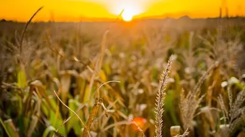 sector agroalimentario