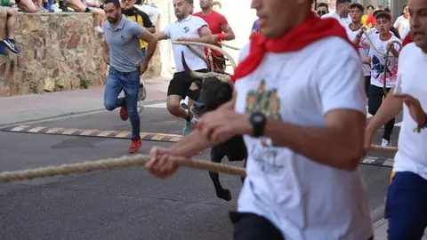 Toro Benavente_7