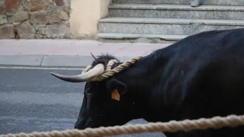 Toro Benavente_8