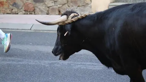 Toro Benavente_9