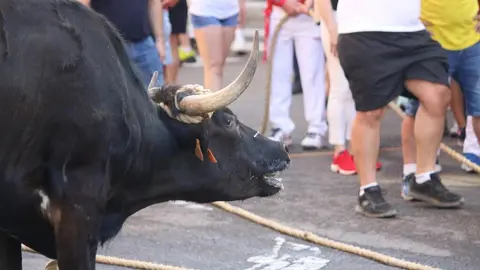 Toro Benavente_11