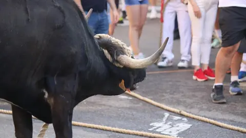 Toro Benavente_12