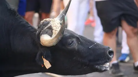 Toro Benavente_15