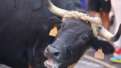Toro Benavente_16