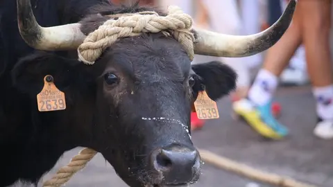Toro Benavente_17