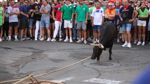 Toro Benavente_20