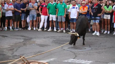 Toro Benavente_19