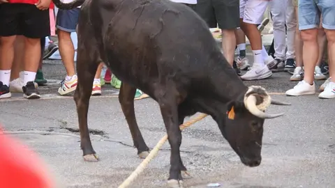 Toro Benavente_21