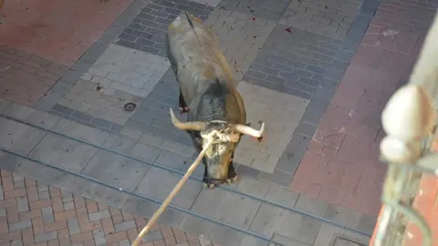 toro benavente 2025_112