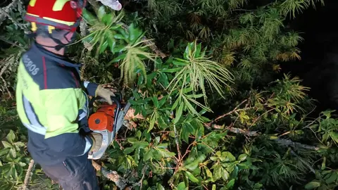 Un árbol de grandes dimensiones corta la carretera entre Nuez de Aliste y la N-122