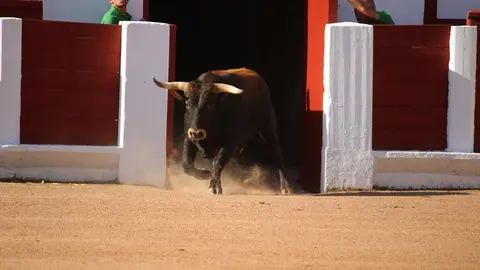Concurso Nacional de Cortes en Zamora_11