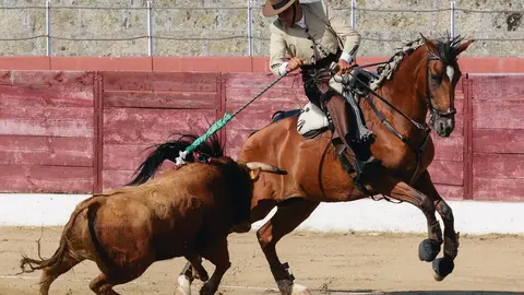 ledesma toros (6)
