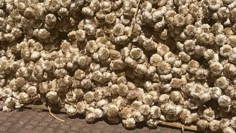 feria del ajo Zamora 2025_10