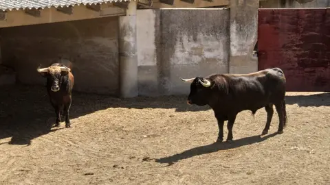 toros 2