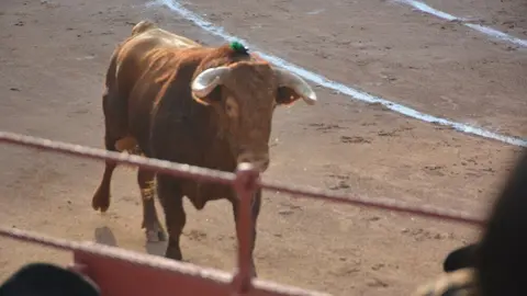 toros  y piraguas _143