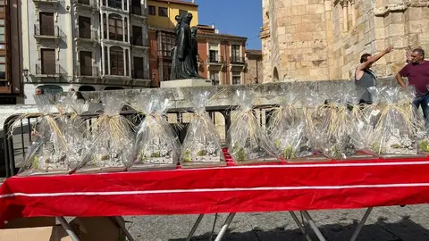 Cross del Ajo Zamora 2025_5