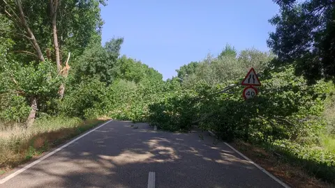 un chopo corta el paso en Santibáñez de Tera