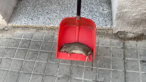 rata bomberos