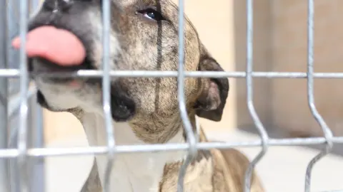 Nuevo centro de Protección Animal en Zamora_2