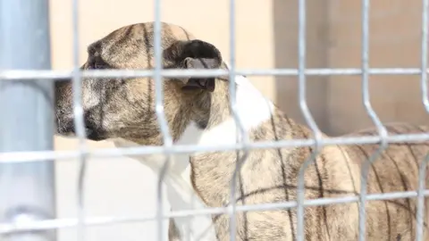 Nuevo centro de Protección Animal en Zamora_3