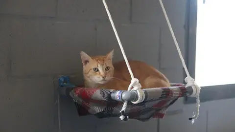 Nuevo centro de Protección Animal en Zamora_12