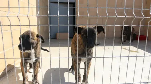 Nuevo centro de Protección Animal en Zamora_13