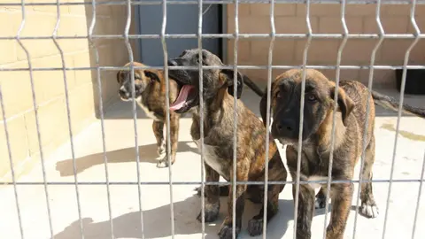 Nuevo centro de Protección Animal en Zamora_14