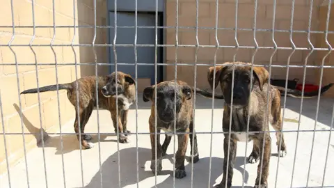 Nuevo centro de Protección Animal en Zamora_15