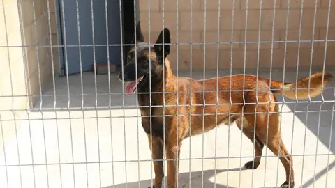 Nuevo centro de Protección Animal en Zamora_16