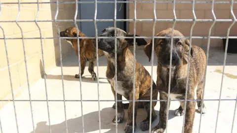 Nuevo centro de Protección Animal en Zamora_17