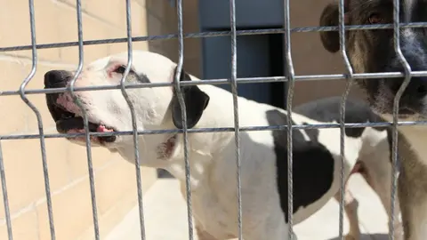 Nuevo centro de Protección Animal en Zamora_18