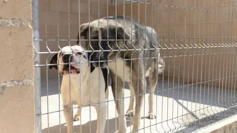 Nuevo centro de Protección Animal en Zamora_19