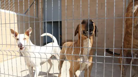 Nuevo centro de Protección Animal en Zamora_20