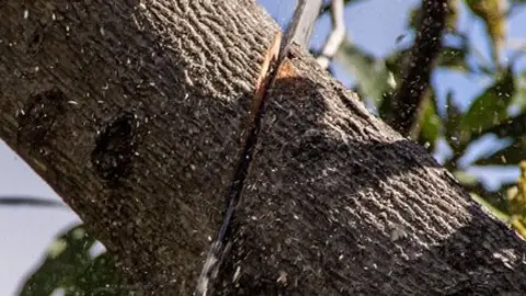 Árbol