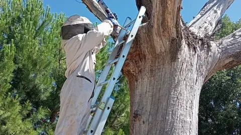 nido de vespa velutina