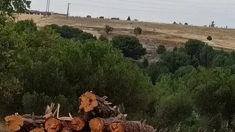 tala de árboles en Valorio  1